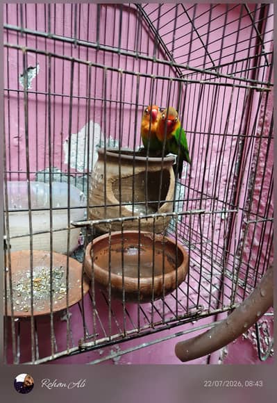 love birds mature