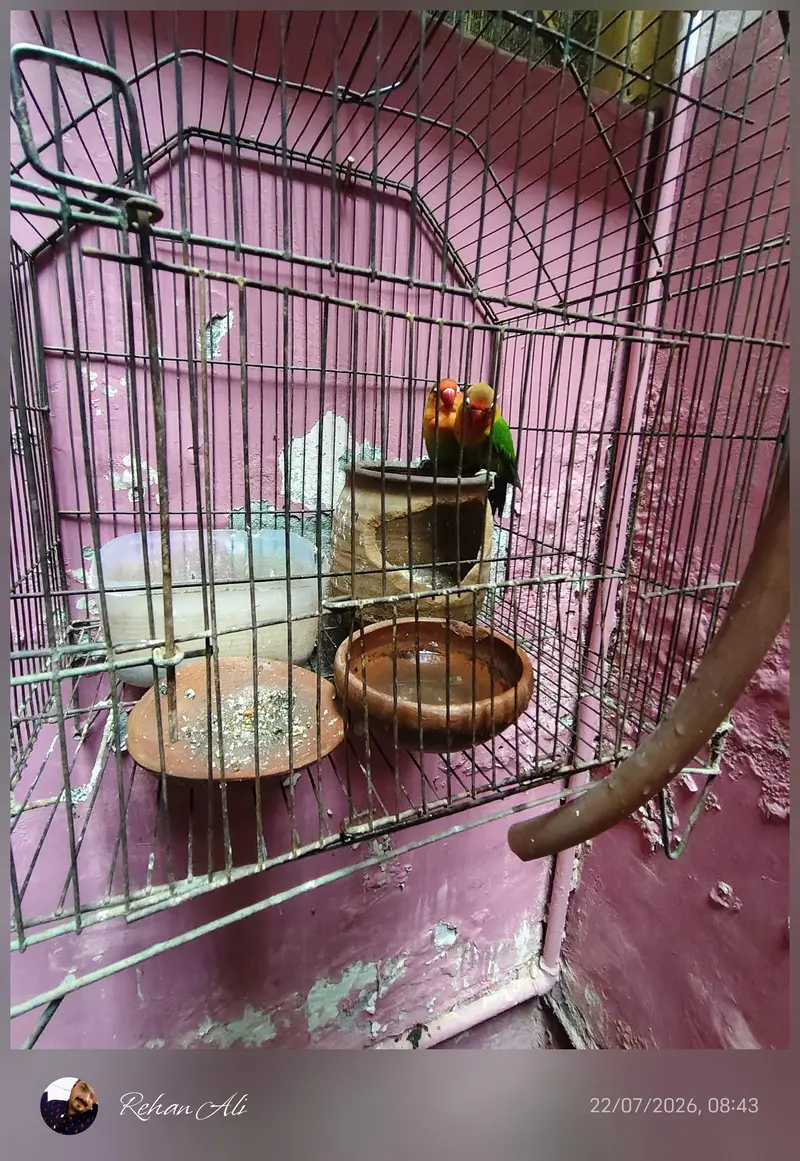 love birds mature — photo 3