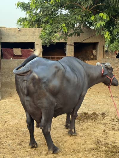 Top quality+10kg dood+suuny k liya tyar+3rd time+behtreen nasal