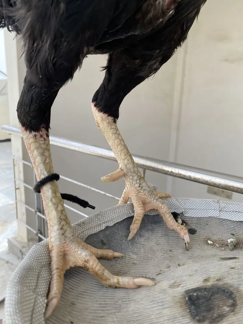 Pure Aseel Black Jawa Rooster & Pure Aseel lakha Rooster — photo 9