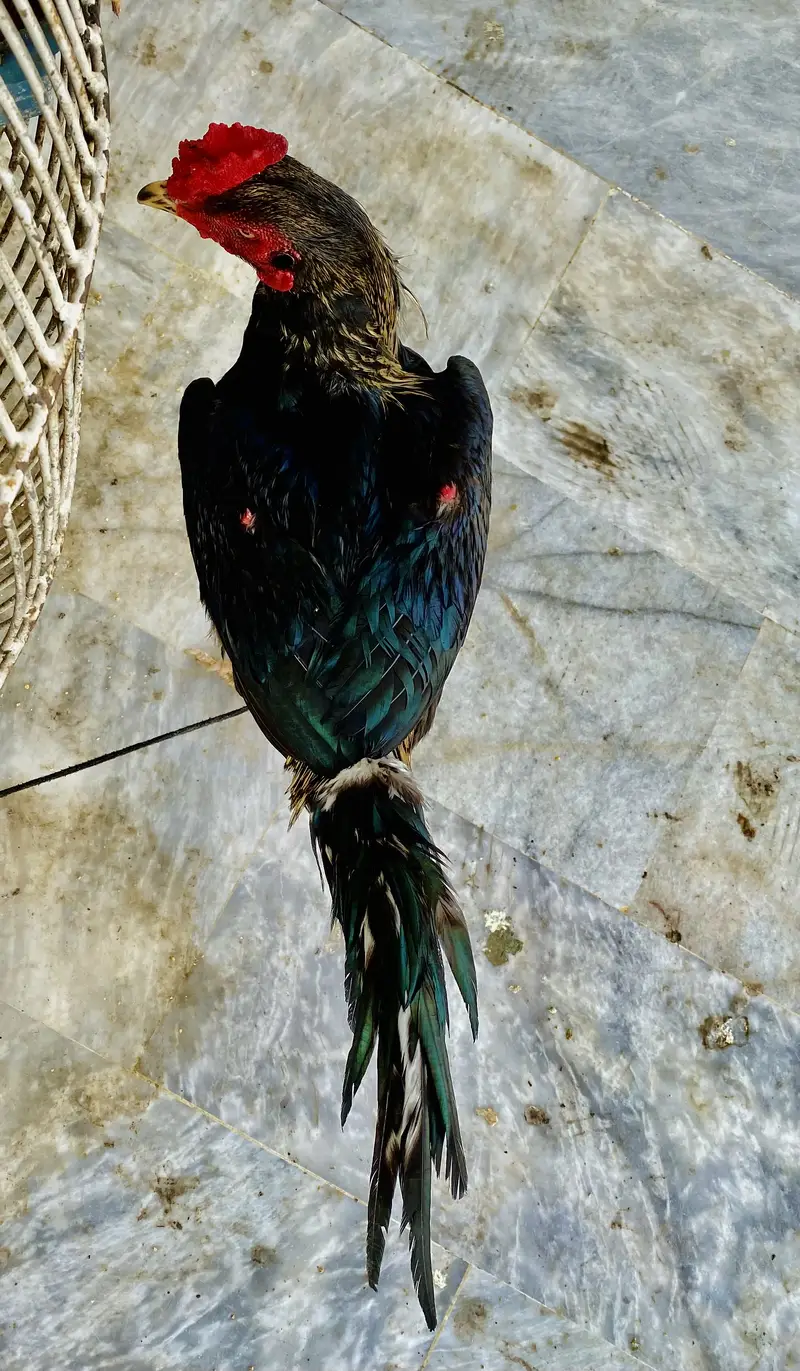 Pure Aseel Black Jawa Rooster & Pure Aseel lakha Rooster — photo 4