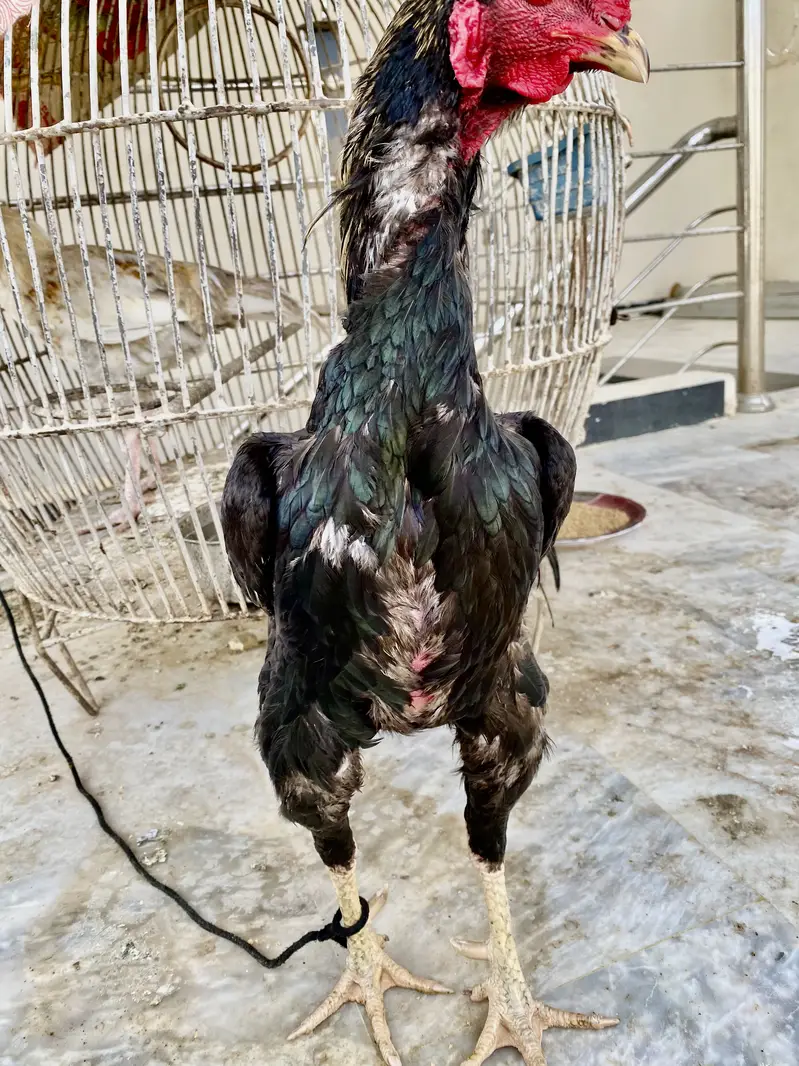 Pure Aseel Black Jawa Rooster & Pure Aseel lakha Rooster — photo 5