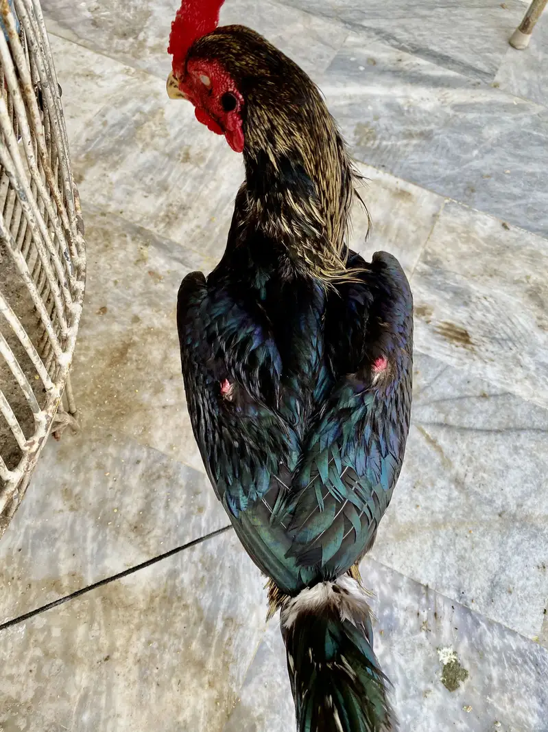 Pure Aseel Black Jawa Rooster & Pure Aseel lakha Rooster — photo 6