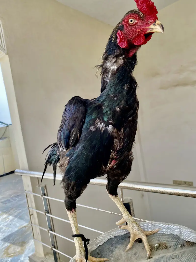 Pure Aseel Black Jawa Rooster & Pure Aseel lakha Rooster — photo 7