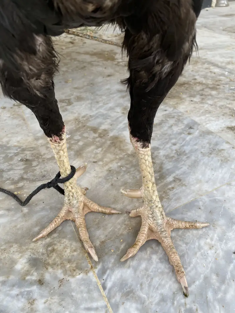 Pure Aseel Black Jawa Rooster & Pure Aseel lakha Rooster — photo 8