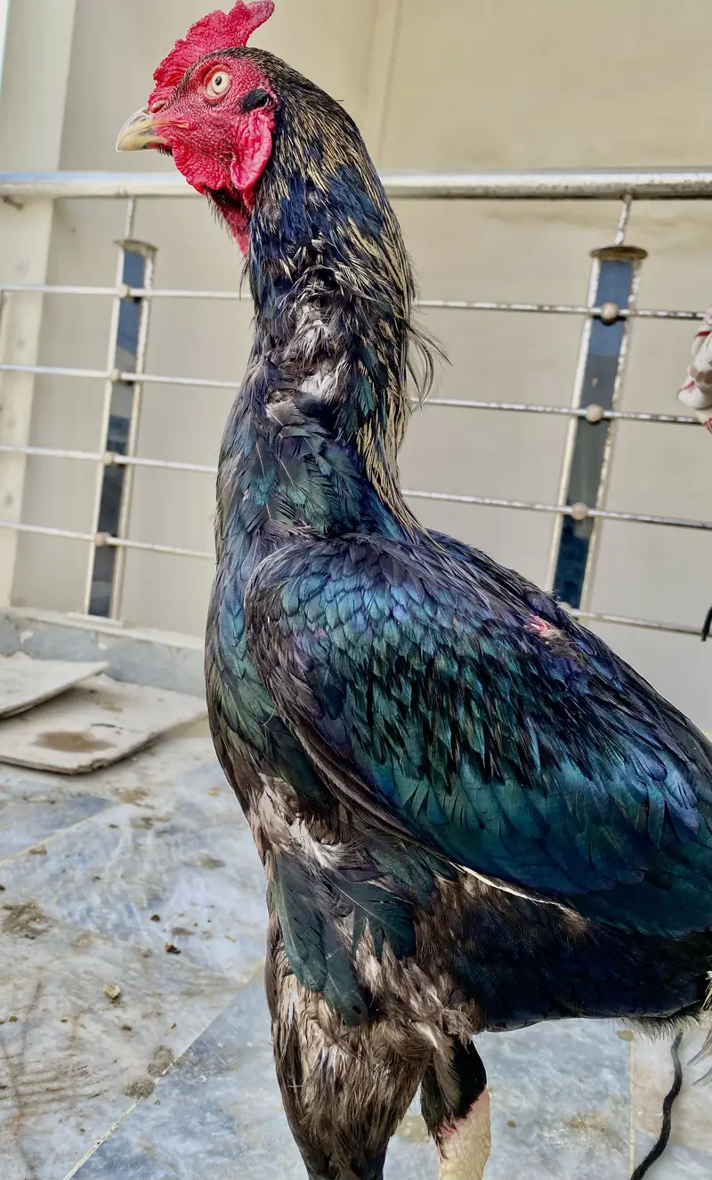 Pure Aseel Black Jawa Rooster & Pure Aseel lakha Rooster — photo 3