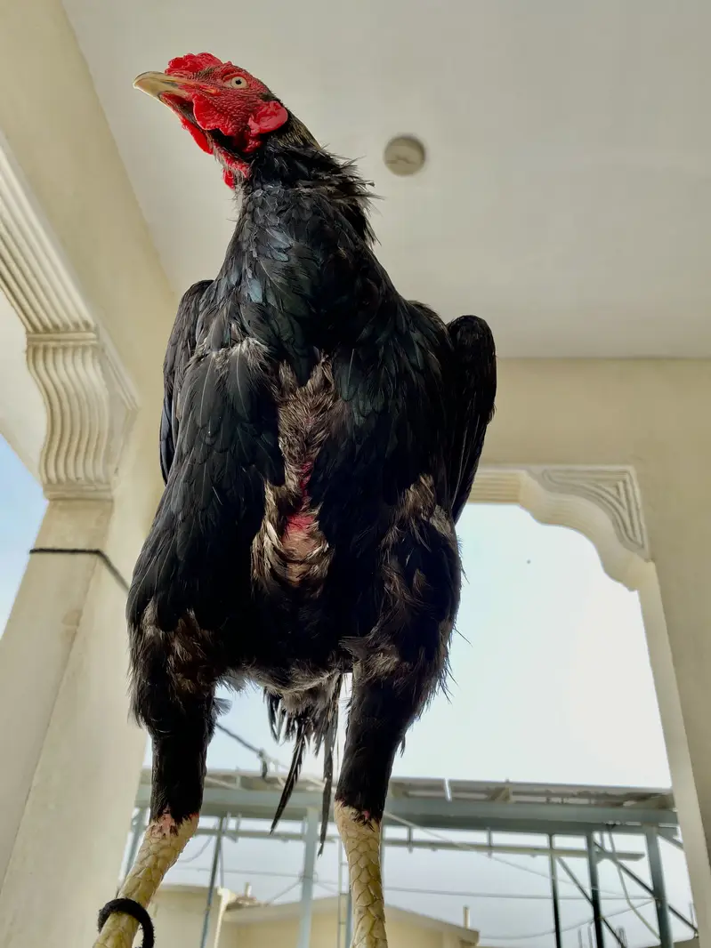 Pure Aseel Black Jawa Rooster & Pure Aseel lakha Rooster — photo 10
