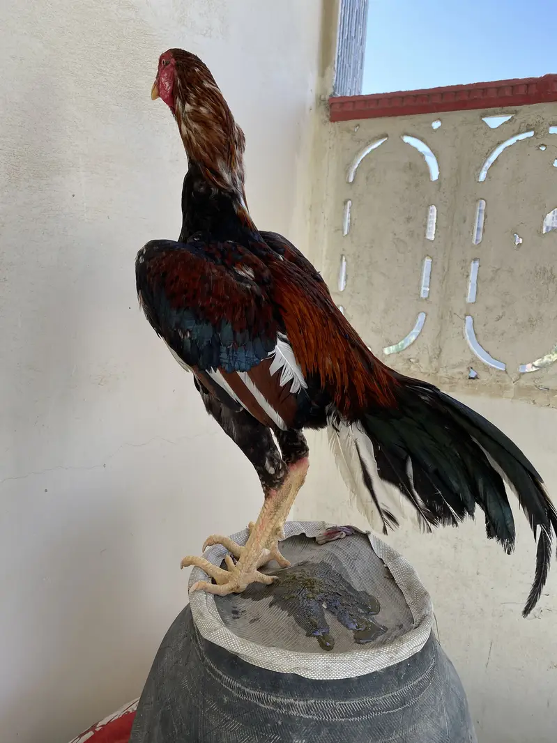 Pure Aseel Black Jawa Rooster & Pure Aseel lakha Rooster — photo 11