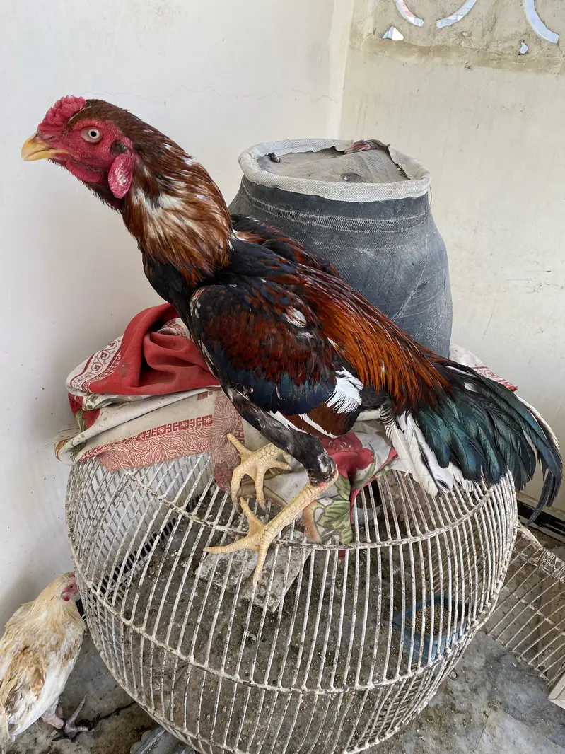 Pure Aseel Black Jawa Rooster & Pure Aseel lakha Rooster — photo 12