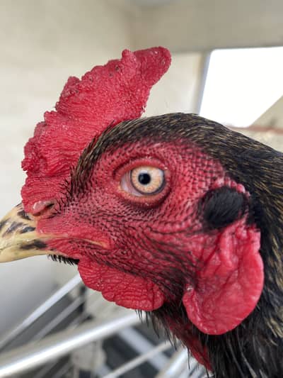 Pure Aseel Black Jawa Rooster & Pure Aseel lakha Rooster