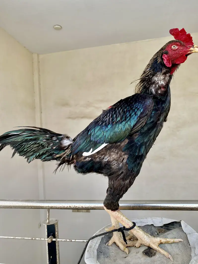 Pure Aseel Black Jawa Rooster & Pure Aseel lakha Rooster — photo 2