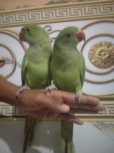 hame tamed parrots for sale  3 parrots for 35thousand