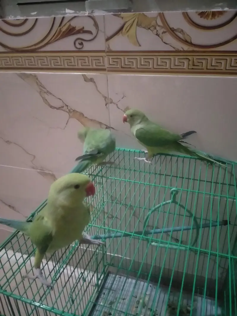 hame tamed parrots for sale  3 parrots for 35thousand — photo 2