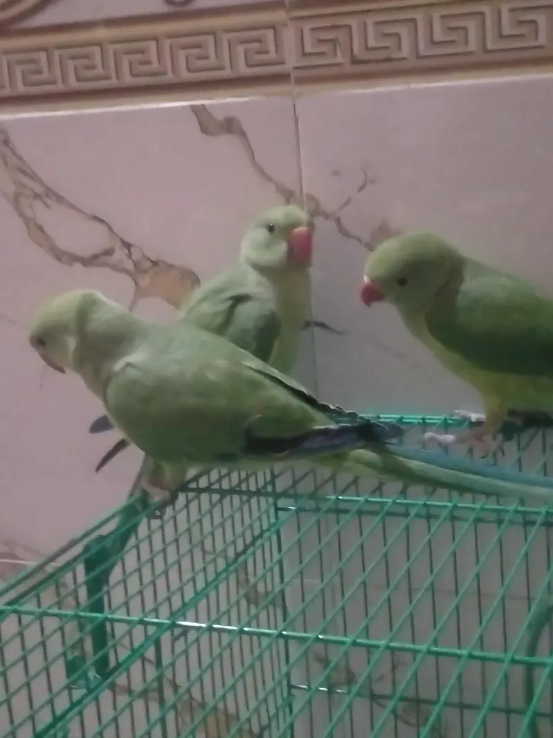 hame tamed parrots for sale  3 parrots for 35thousand — photo 3