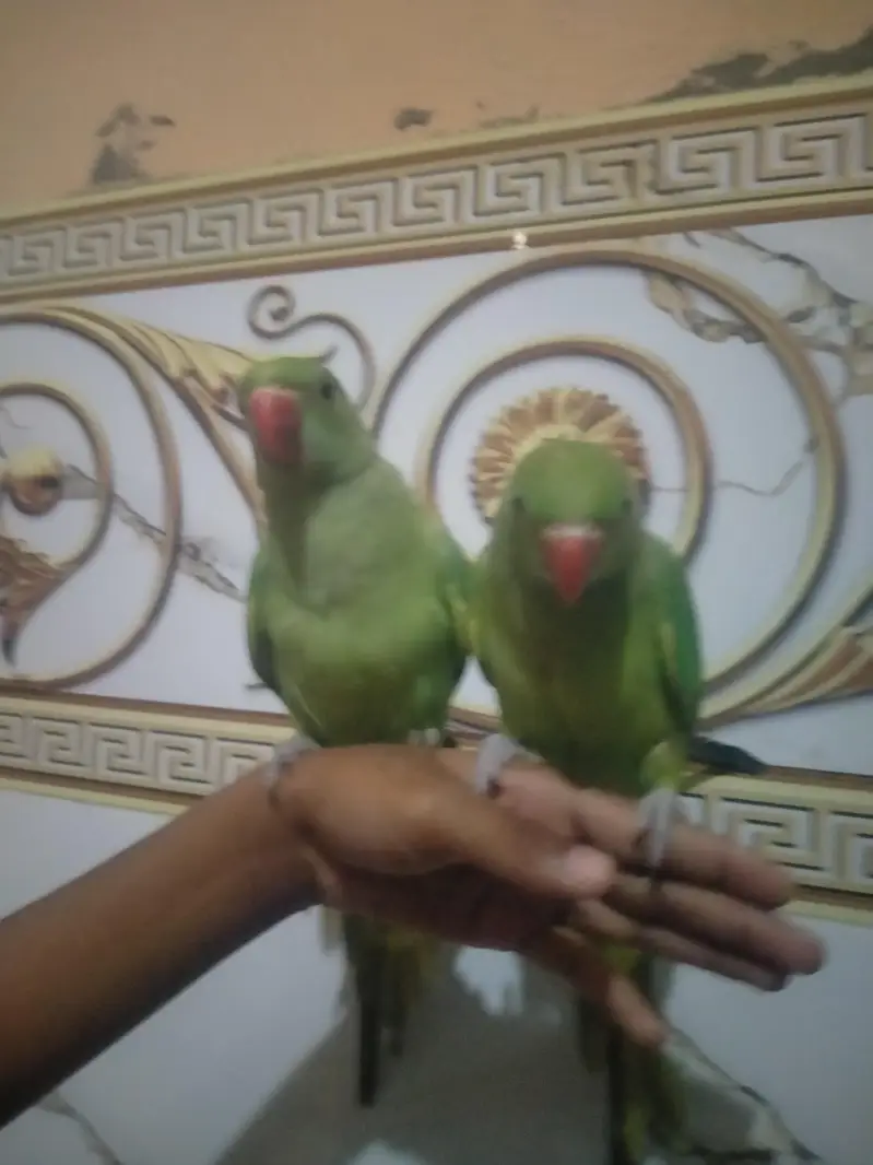 hame tamed parrots for sale  3 parrots for 35thousand — photo 4