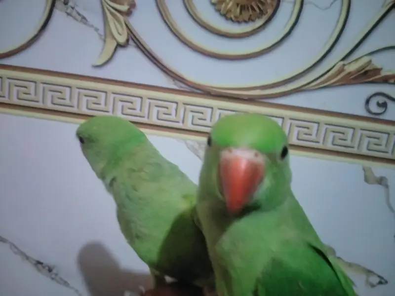 hame tamed parrots for sale  3 parrots for 35thousand — photo 5