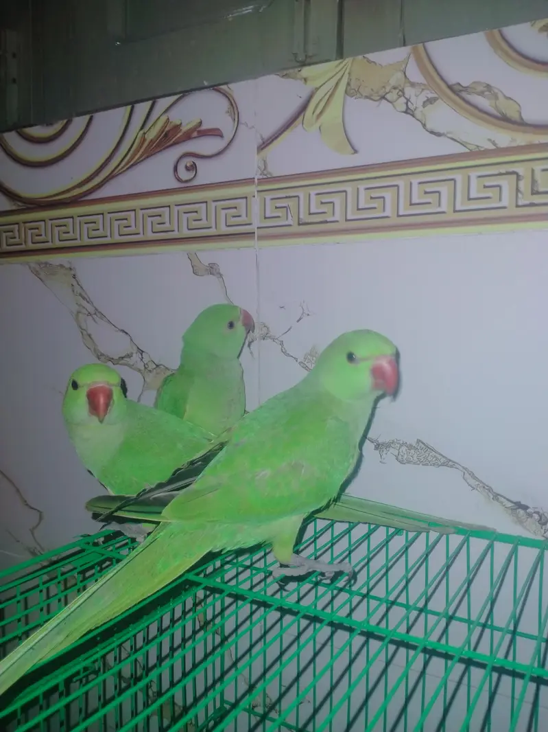 hame tamed parrots for sale  3 parrots for 35thousand — photo 6
