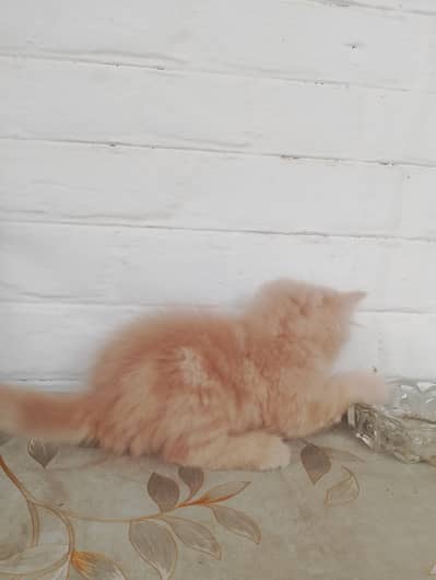 Persian kitten