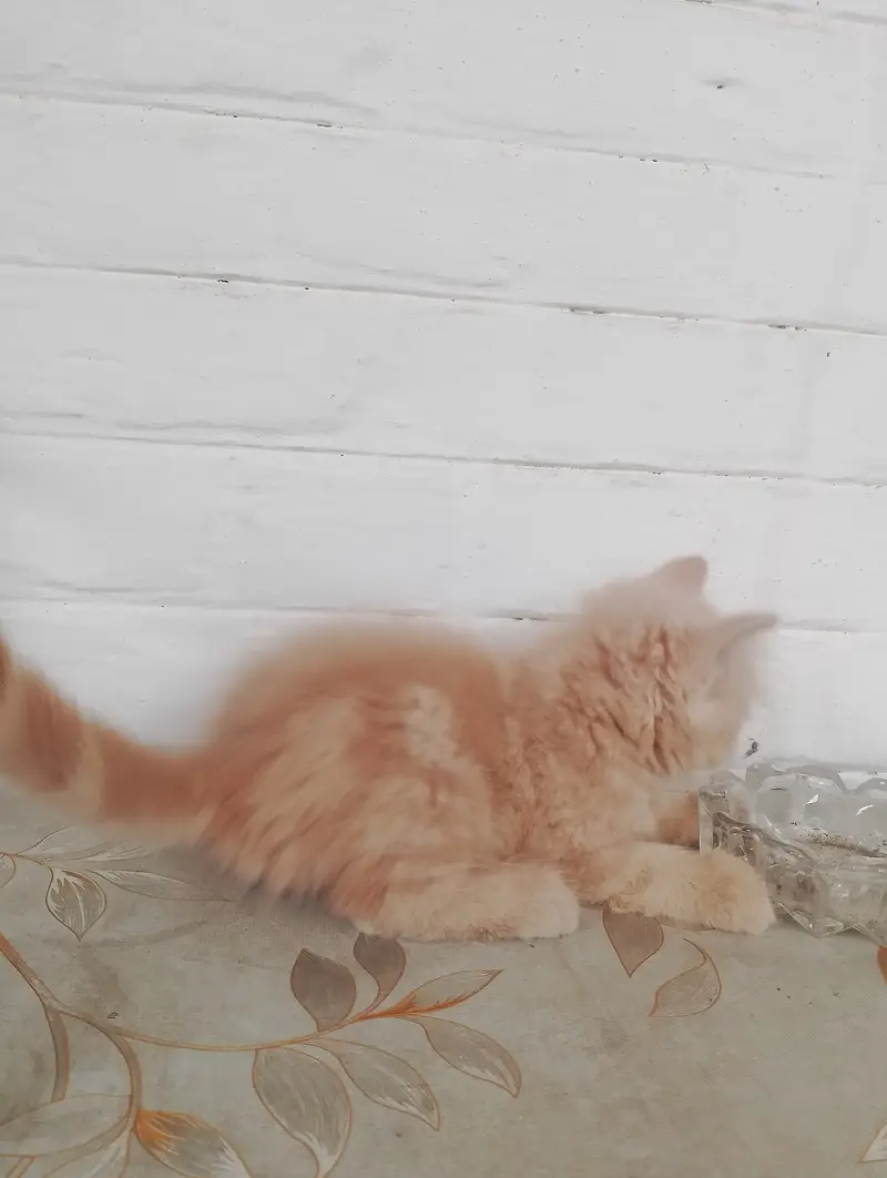 Persian kitten — photo 2