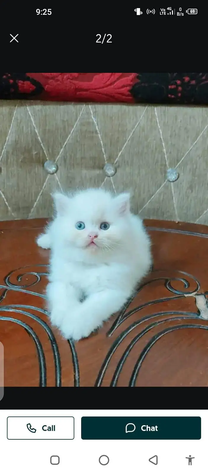 Persian cat for sale male or3093629454 my WhatsApp number — photo 3