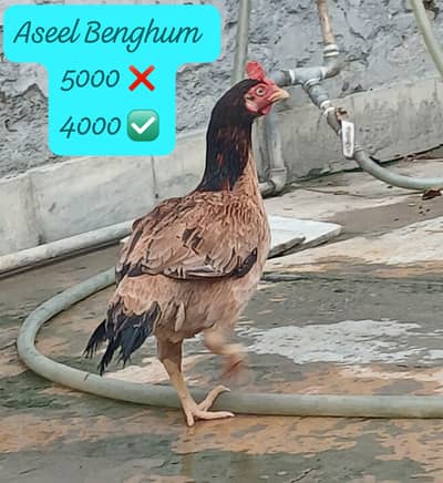 Aseel Bengum Hen And Other's