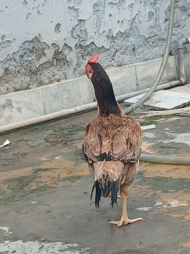 Aseel Bengum Hen And Other's — photo 2