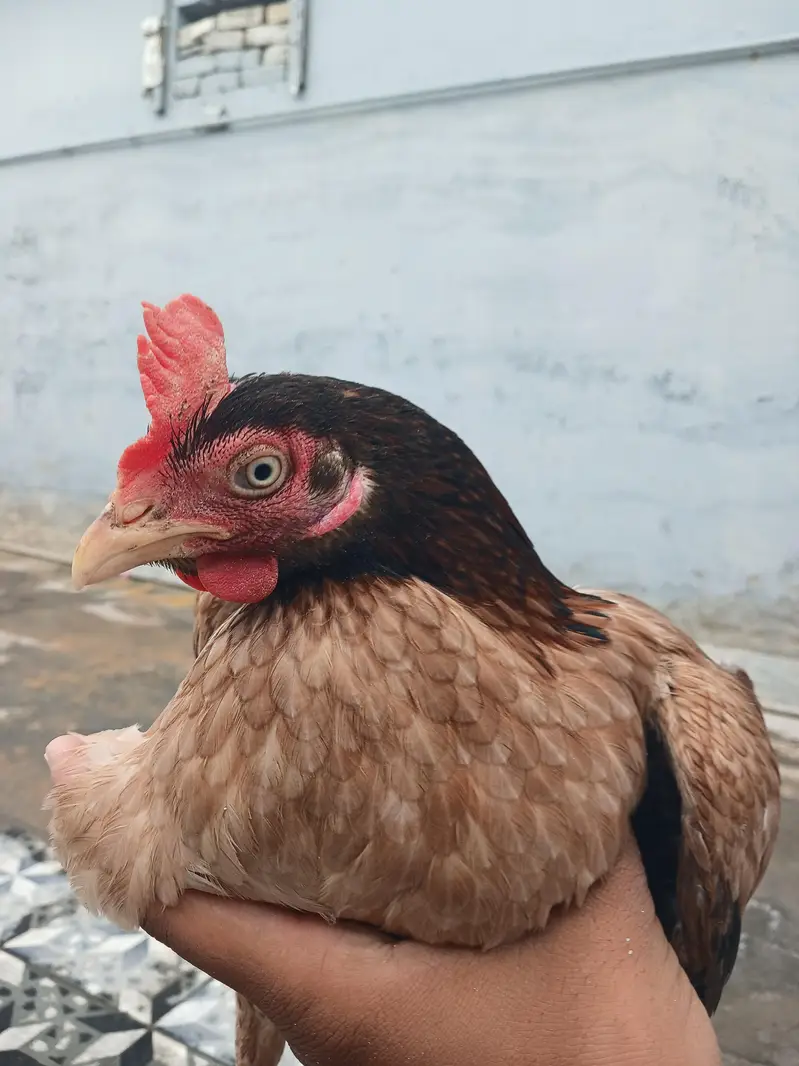 Aseel Bengum Hen And Other's — photo 3