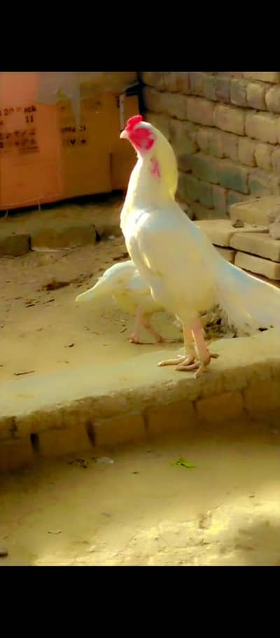 White Aseel