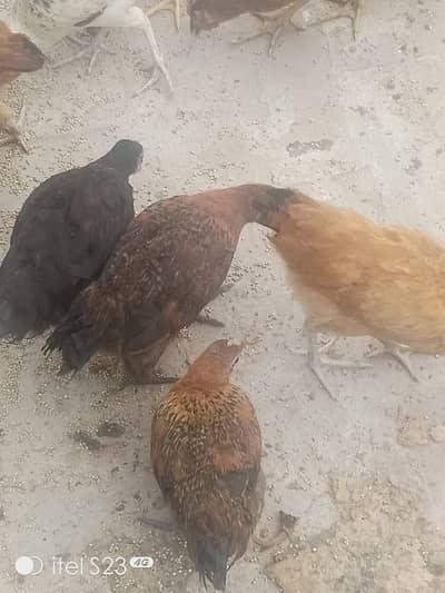 hen-age 3.5 month total piece 50 avaiable per piece femle 800 male 700