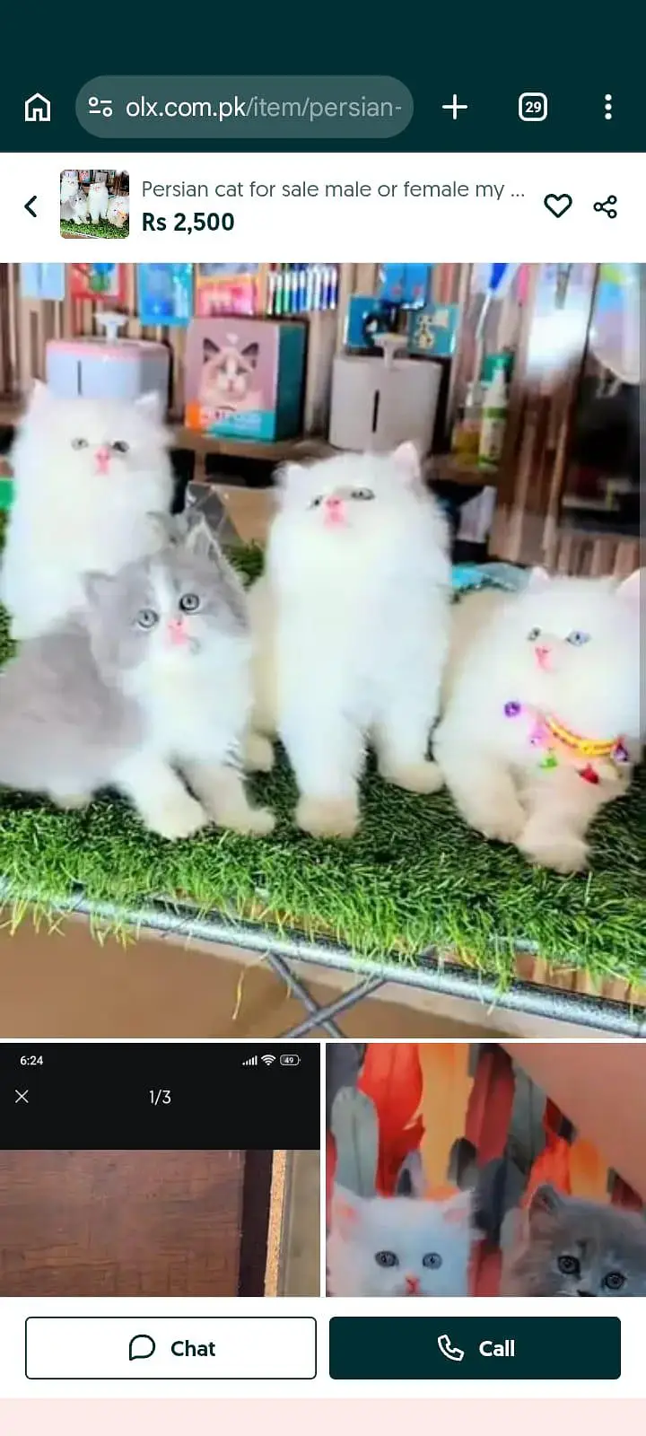 Persian cat for sale male or3093629454 my WhatsApp number — photo 3