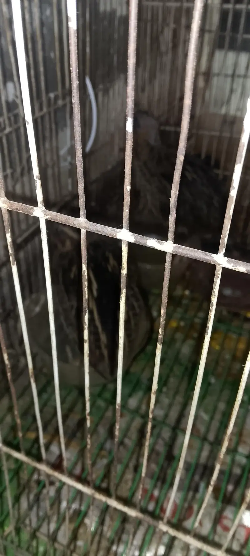 batair pair ( 03268845708) Whatsapp number — photo 3