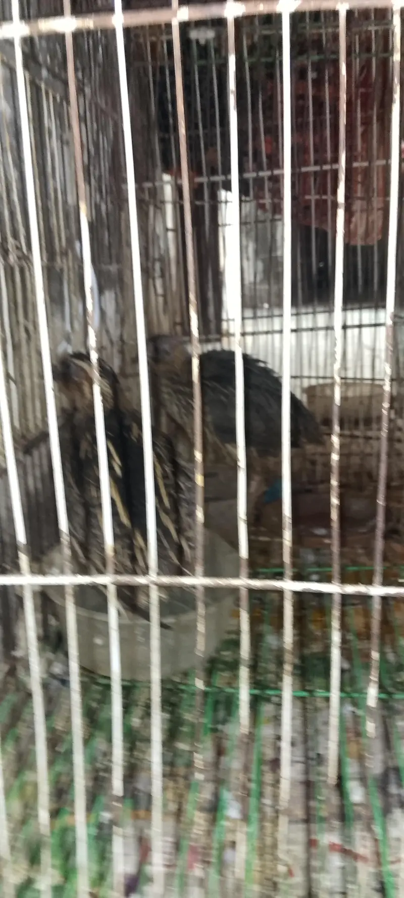 batair pair ( 03268845708) Whatsapp number — photo 4