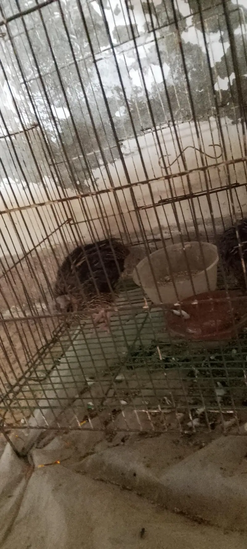batair pair ( 03268845708) Whatsapp number — photo 5