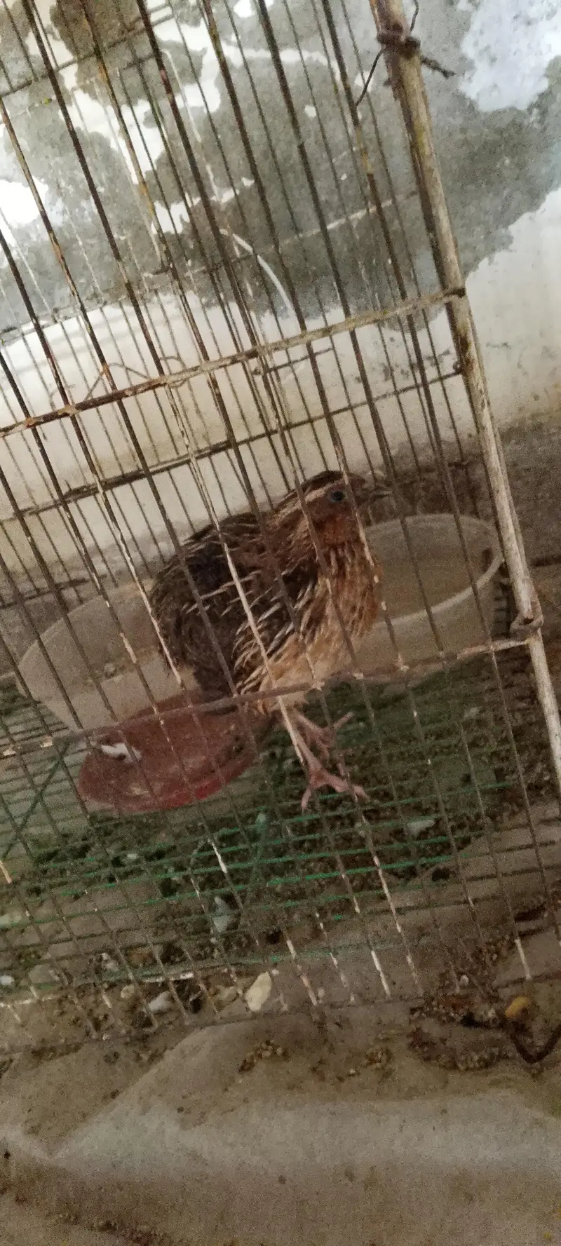 batair pair ( 03268845708) Whatsapp number — photo 6