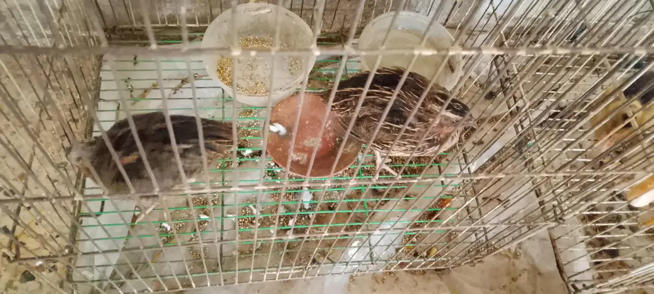 batair pair ( 03268845708) Whatsapp number — photo 7
