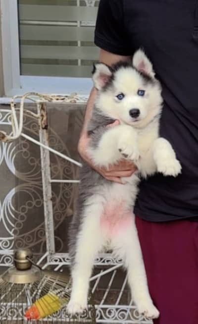 Siberian husky female for sale