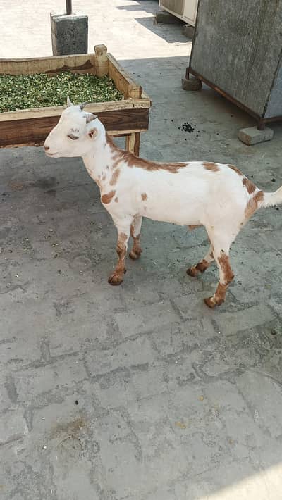 taddy Bakra male