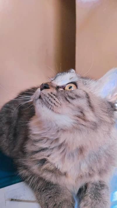 Persian kittens for sale