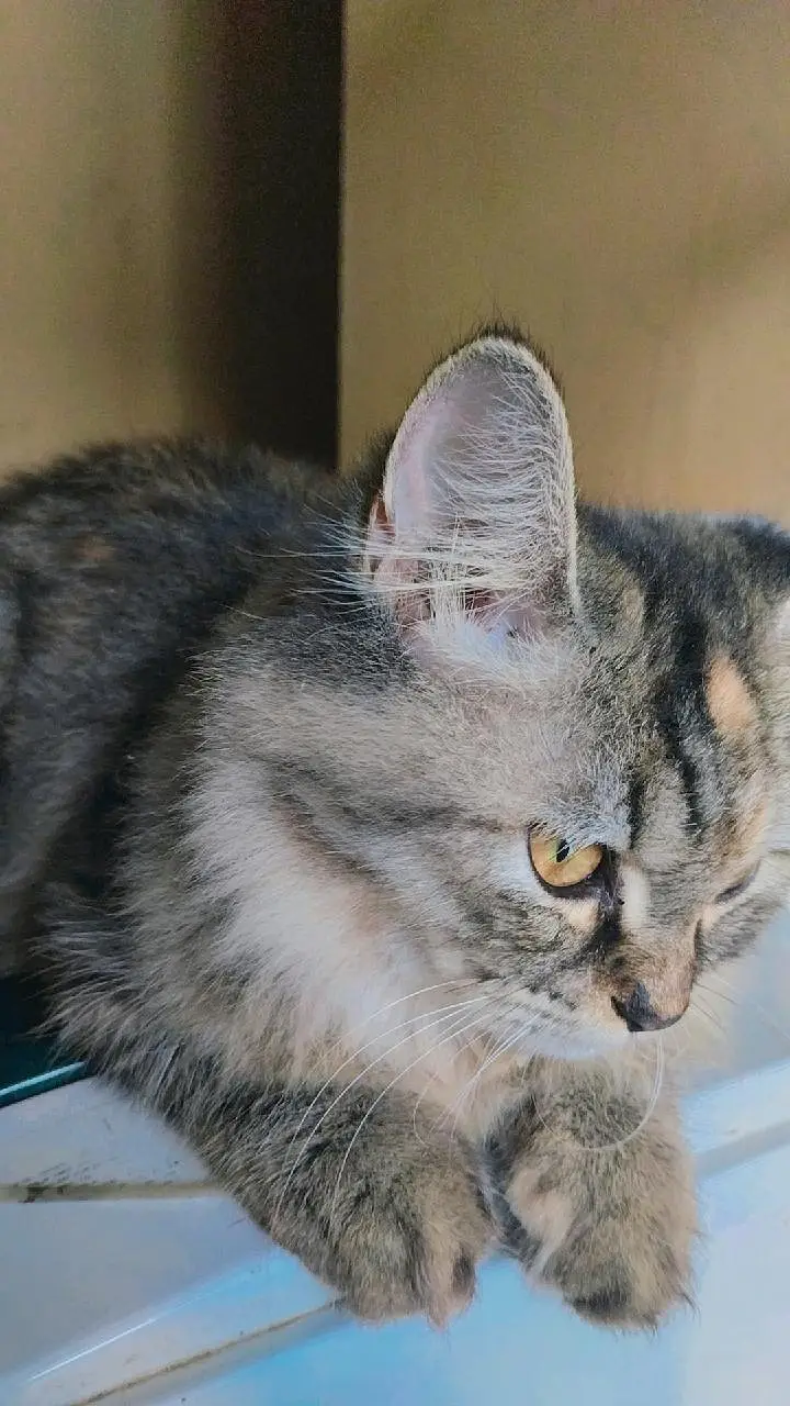 Persian kittens for sale — photo 2