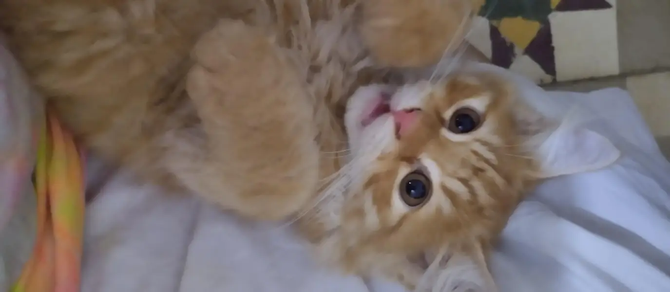 Persian kittens for sale — photo 3