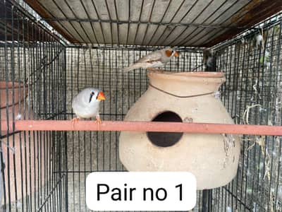 finch pairs available with good health