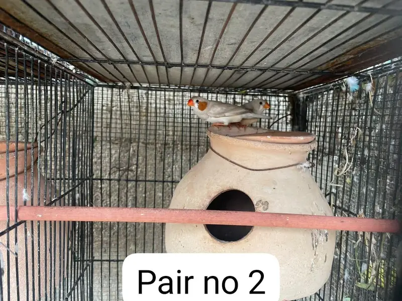 finch pairs available with good health — photo 2