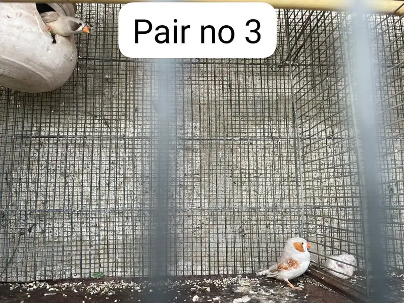 finch pairs available with good health — photo 3