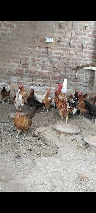 egg laying hens