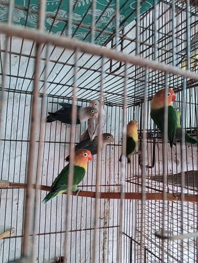 love birds sale