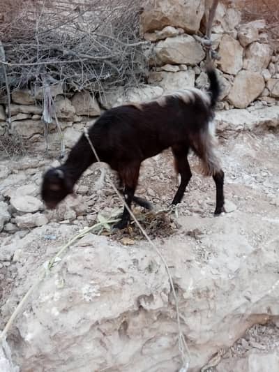 female bakri