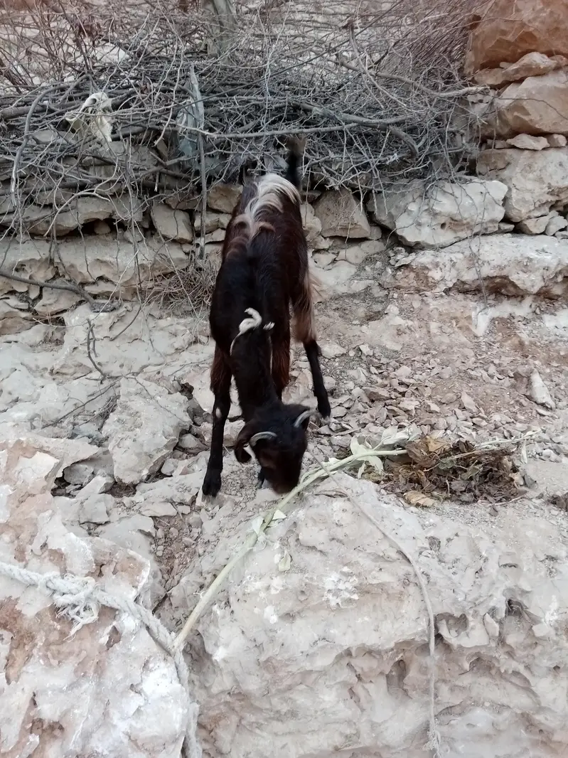 female bakri — photo 2