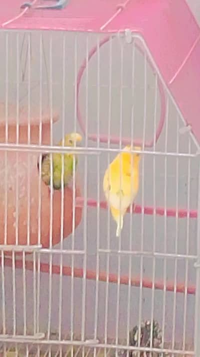 Budgies with Cage & Nest Box