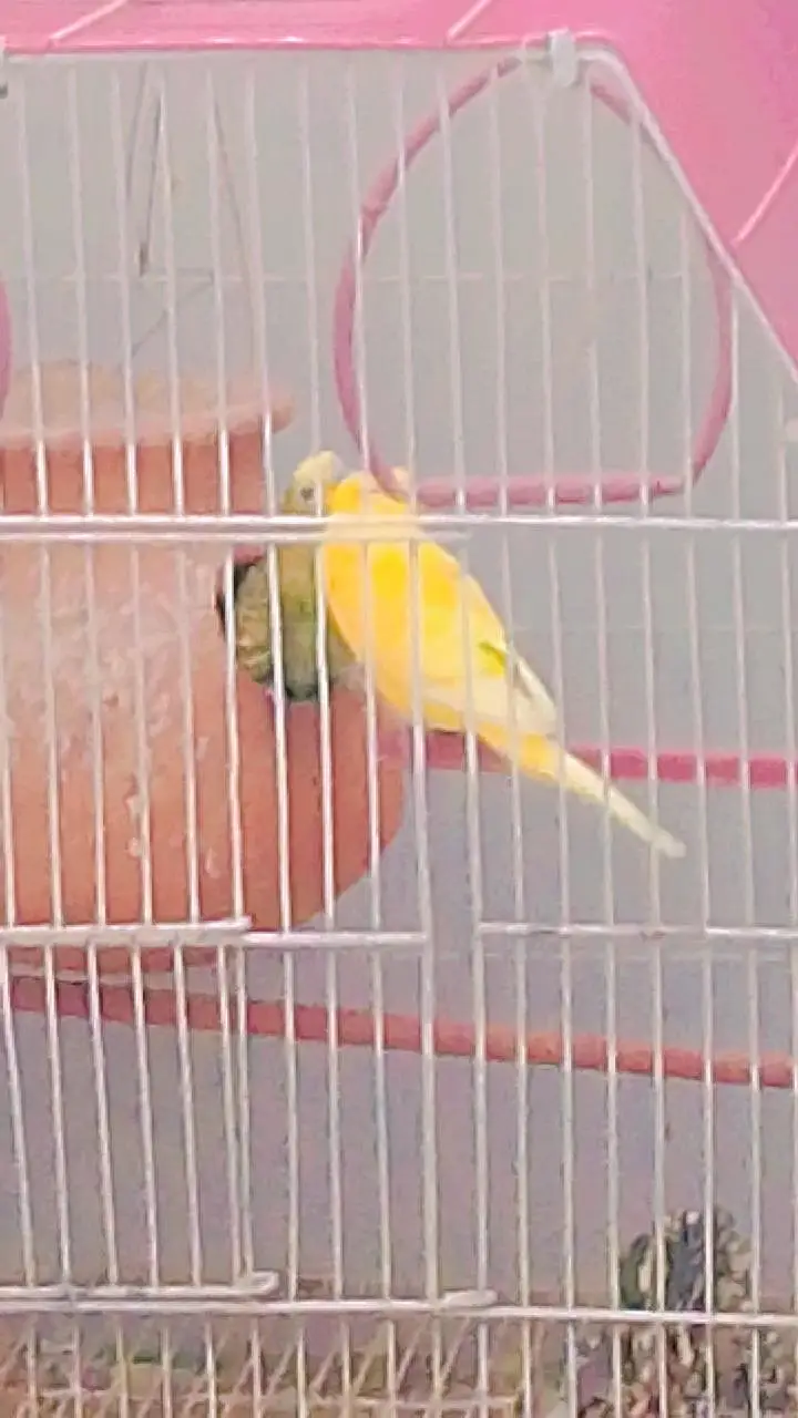 Budgies with Cage & Nest Box — photo 2