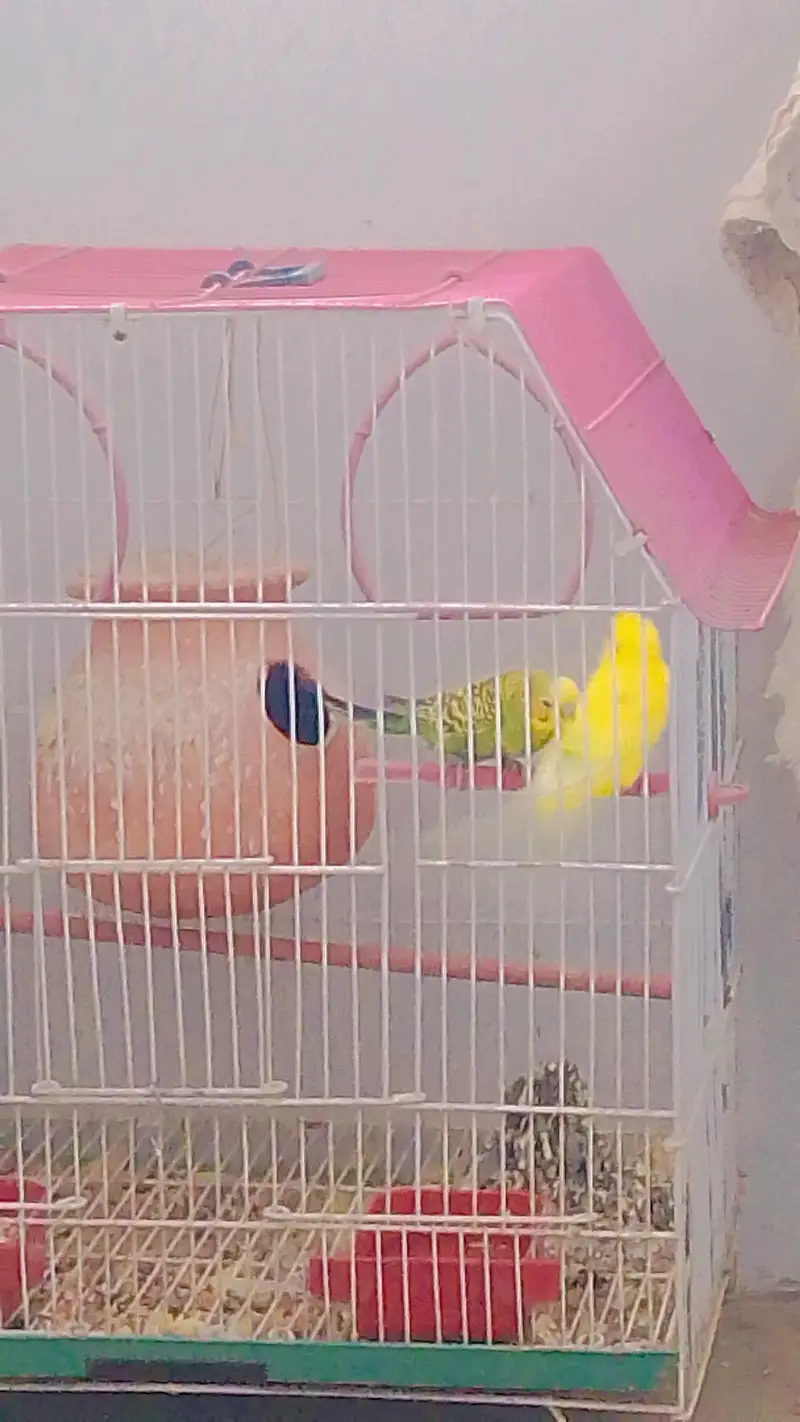 Budgies with Cage & Nest Box — photo 3